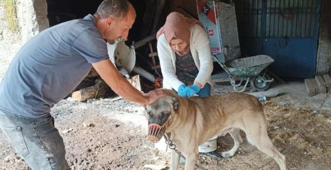 Yığılca’da Sokak Hayvanlarına Kimliklendirme ve Aşılama Yapıldı