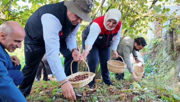 Düzce’de ”Kestane Hasat Şenliği” Coşkusu