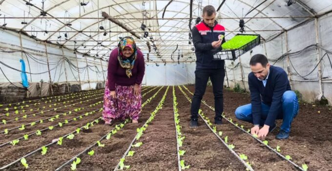 AKE Projesi Kapsamında Marul Fideleri Toprakla Buluştu