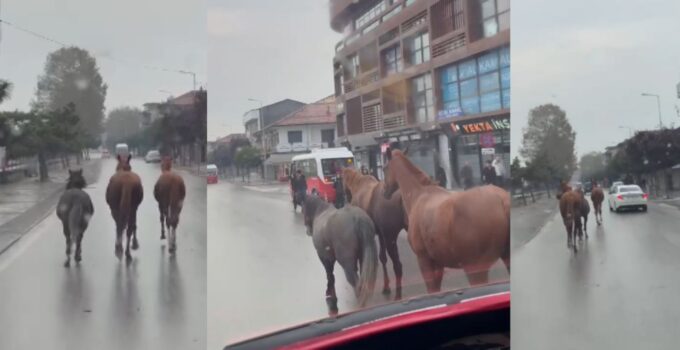 Düzce Merkezde Şehir Ortasında Başıboş Atlar Alarmı !