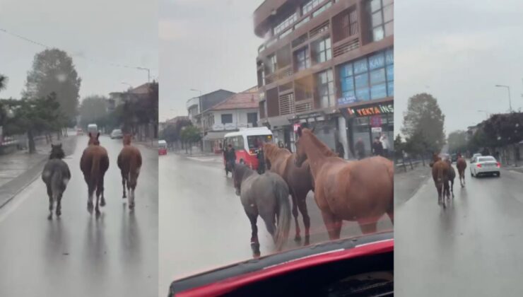 Düzce Merkezde Şehir Ortasında Başıboş Atlar Alarmı !