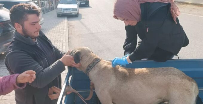 Yığılca’da Sahipli Hayvanlara Kimliklendirme ve Kuduz Aşısı Uygulaması Sürüyor